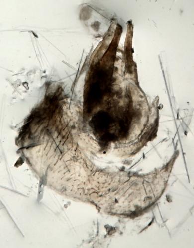 Rymosia sp.
