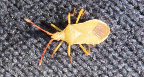 Réf. 297 553 : Gonocerus acuteangulatus