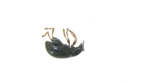 Réf. 297 128 : Aphthona venustula