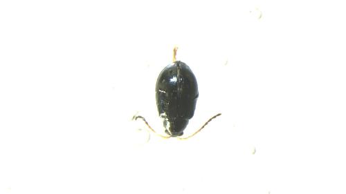 Réf. 297 127 : Aphthona venustula