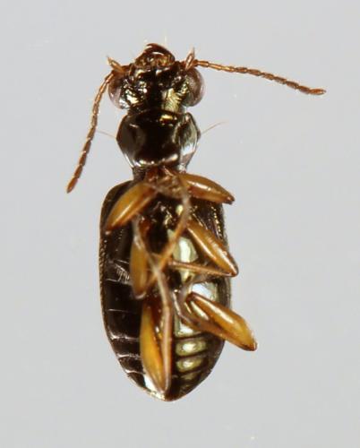 Réf. 297 868 : Asaphidion curtum