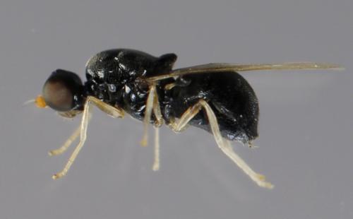 Pachygaster leachii