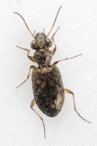 Réf. 297 844 : Asaphidion curtum