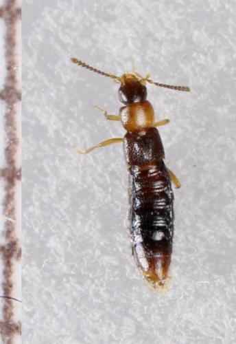 Leptusa ruficollis