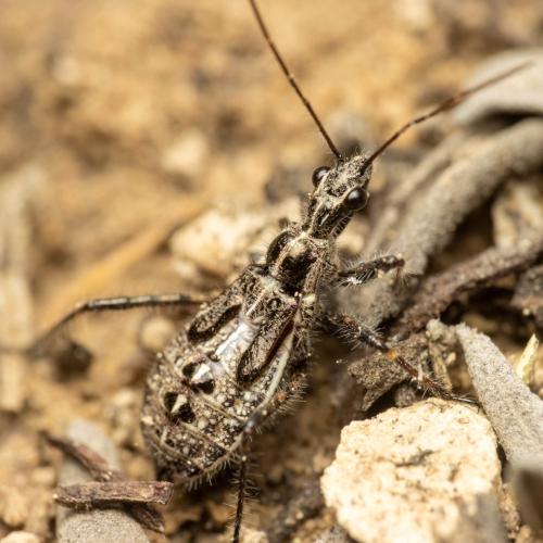 Réf. 297 486 : Coranus sp.