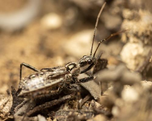 Réf. 297 487 : Coranus sp.