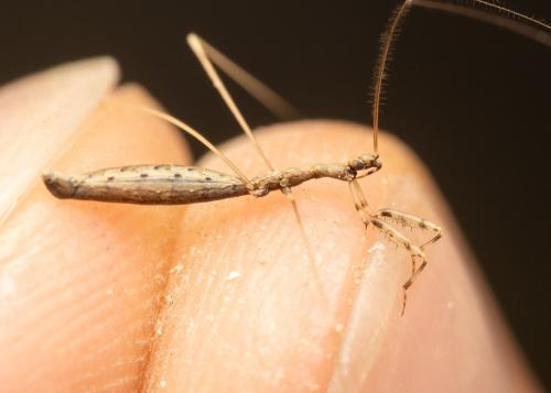 Ploiaria putoni