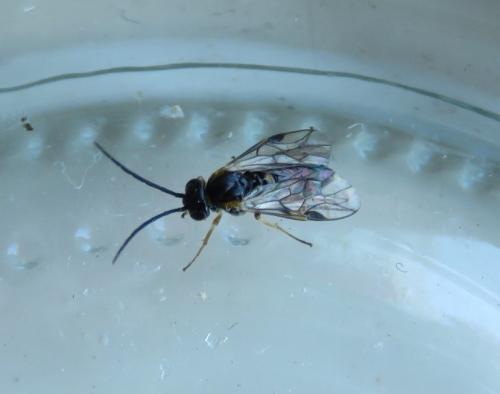 Réf. 297 457 : Nematinae inconnu