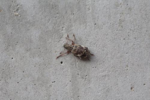 Réf. 297 354 : Polydrusus sparsus