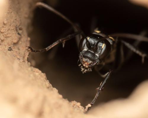 Réf. 297 475 : Cryptocheilus sp.