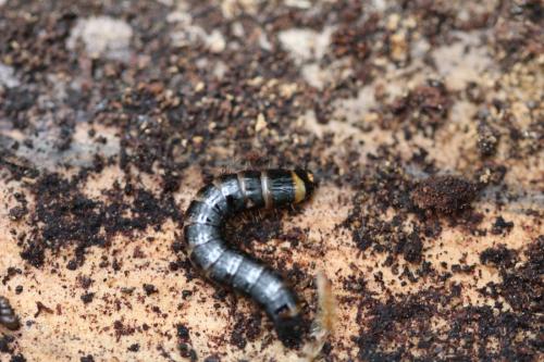 Réf. 297 367 : Stenagostus rhombeus