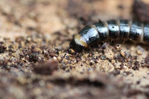 Réf. 297 368 : Stenagostus rhombeus
