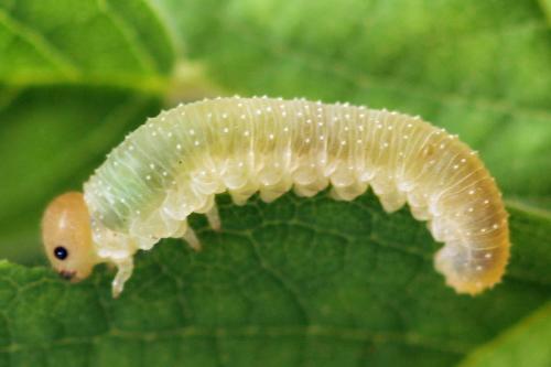 Réf. 297 927 : Emphytus basalis