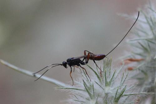 Aritranis longicauda