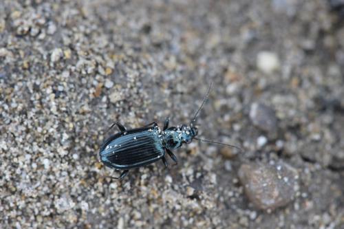 Bembidion sp.