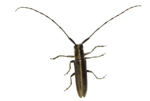 Agapanthia cardui