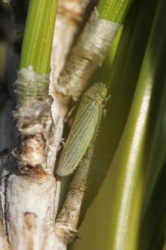 Grypotes sp.