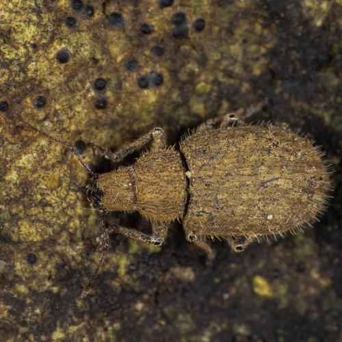 Réf. 297 547 : Strophomorphus porcellus