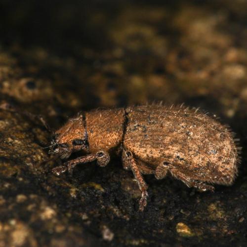 Réf. 297 548 : Strophomorphus porcellus