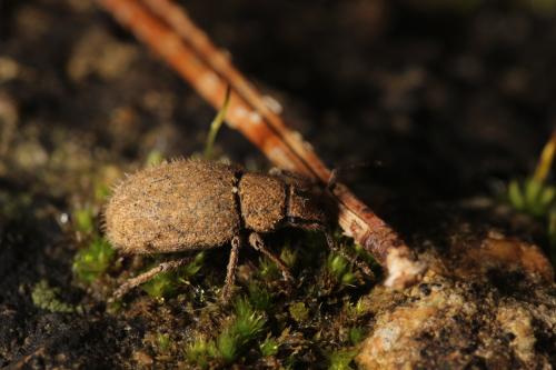 Réf. 297 504 : Strophomorphus porcellus