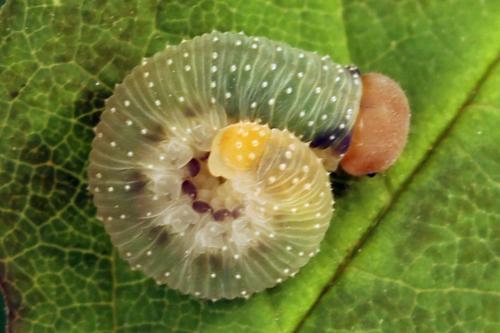 Réf. 297 930 : Emphytus basalis