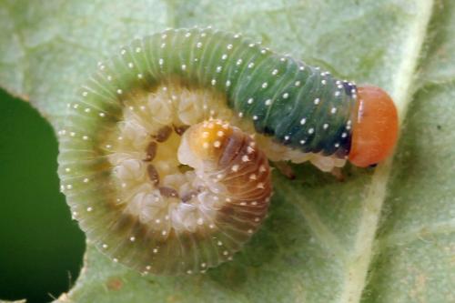 Réf. 297 931 : Emphytus basalis