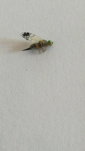 Trupanea amoena