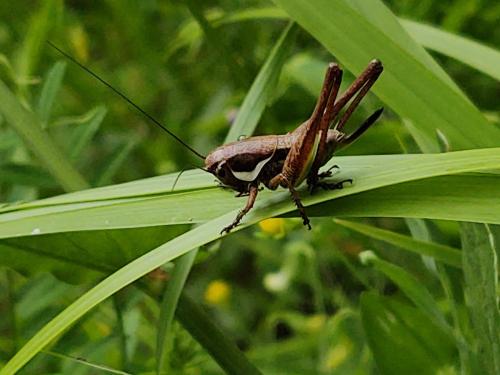 Réf. 297 434 : Pholidoptera femorata