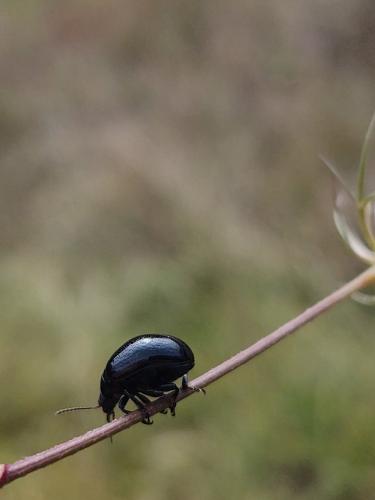 Réf. 297 049 : Chrysolina haemoptera