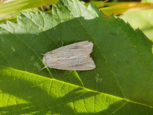 Réf. 297 857 : Mythimna riparia