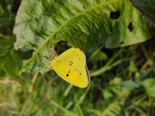 Colias croceus