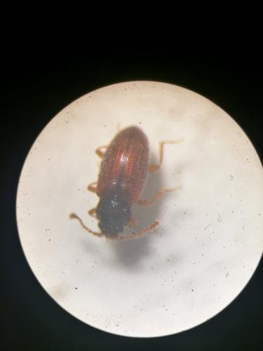 Réf. 297 063 : Paramecosoma melanocephalum