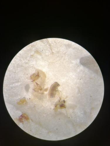 Réf. 297 065 : Ocys sp.