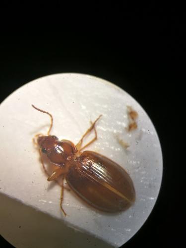Réf. 297 064 : Ocys sp.