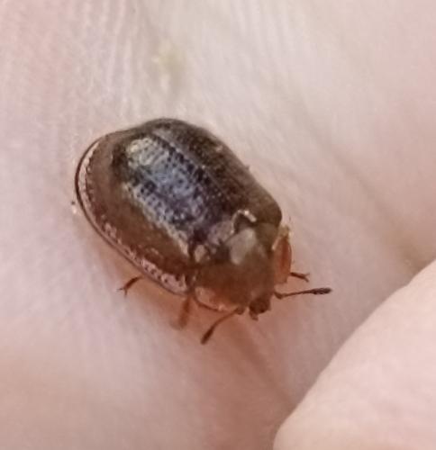 Thymalus limbatus