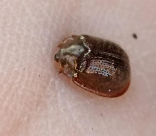 Thymalus limbatus
