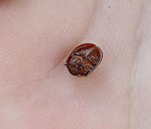 Thymalus limbatus