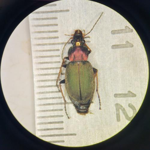 Réf. 297 284 : Chlaenius tibialis
