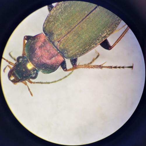 Réf. 297 285 : Chlaenius tibialis