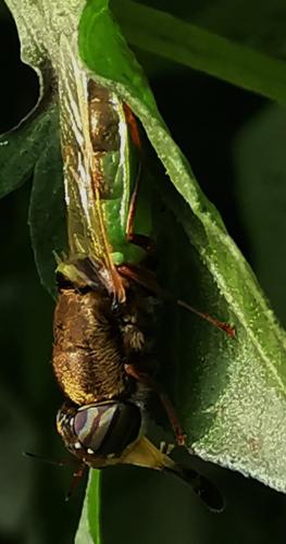 Réf. 297 561 : Stratiomyinae inconnu