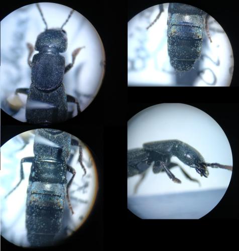 Réf. 297 700 : Ocypus aethiops