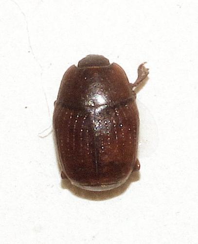 Réf. 297 178 : Carcinops pumilio