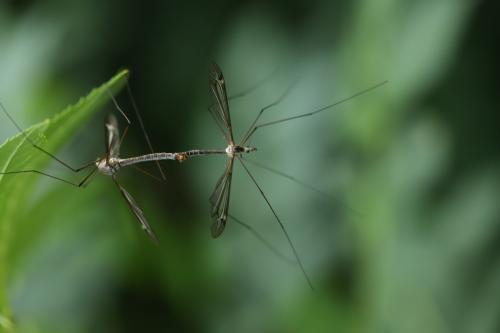 Réf. 297 766 : Tipula sp.