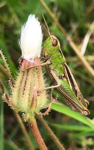Réf. 297 264 : Chorthippus dorsatus dorsatus