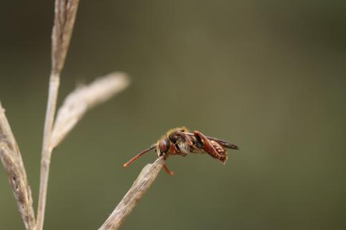 Réf. 297 767 : Nomada (armata)