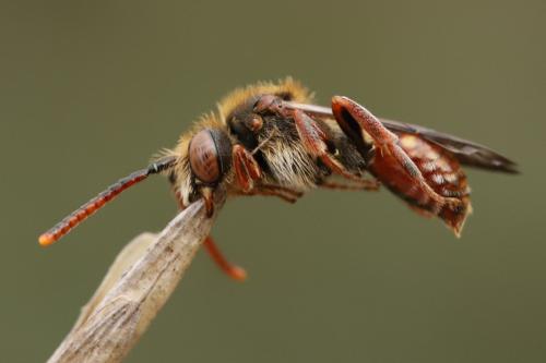 Réf. 297 777 : Nomada (armata)