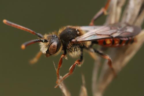 Réf. 297 799 : Nomada (armata)