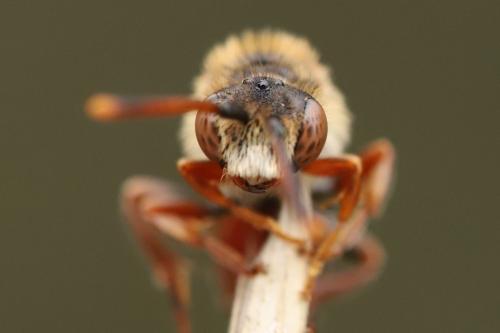 Nomada (armata)