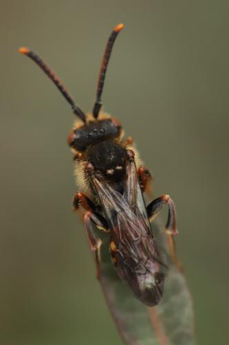 Nomada (armata)