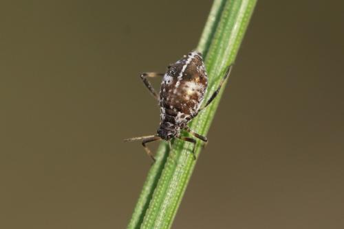 Cinara pini